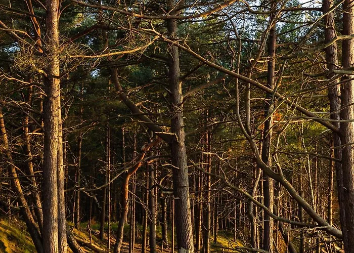 Dymnica 5- Blisko Sasina I Leby Ulinia