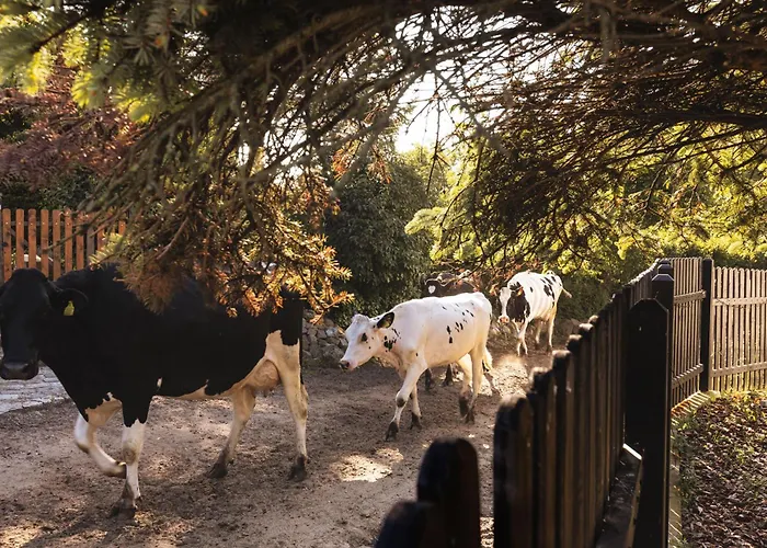 Dymnica 5- Blisko Sasina I Leby *