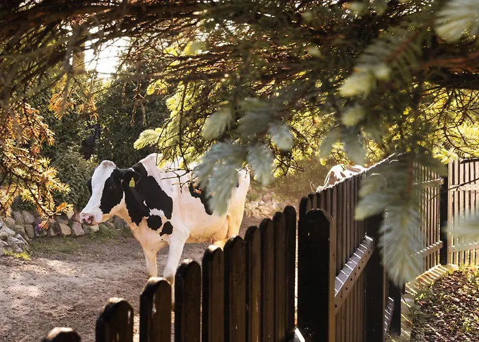 Dymnica 5- Blisko Sasina I Leby * Ulinia
